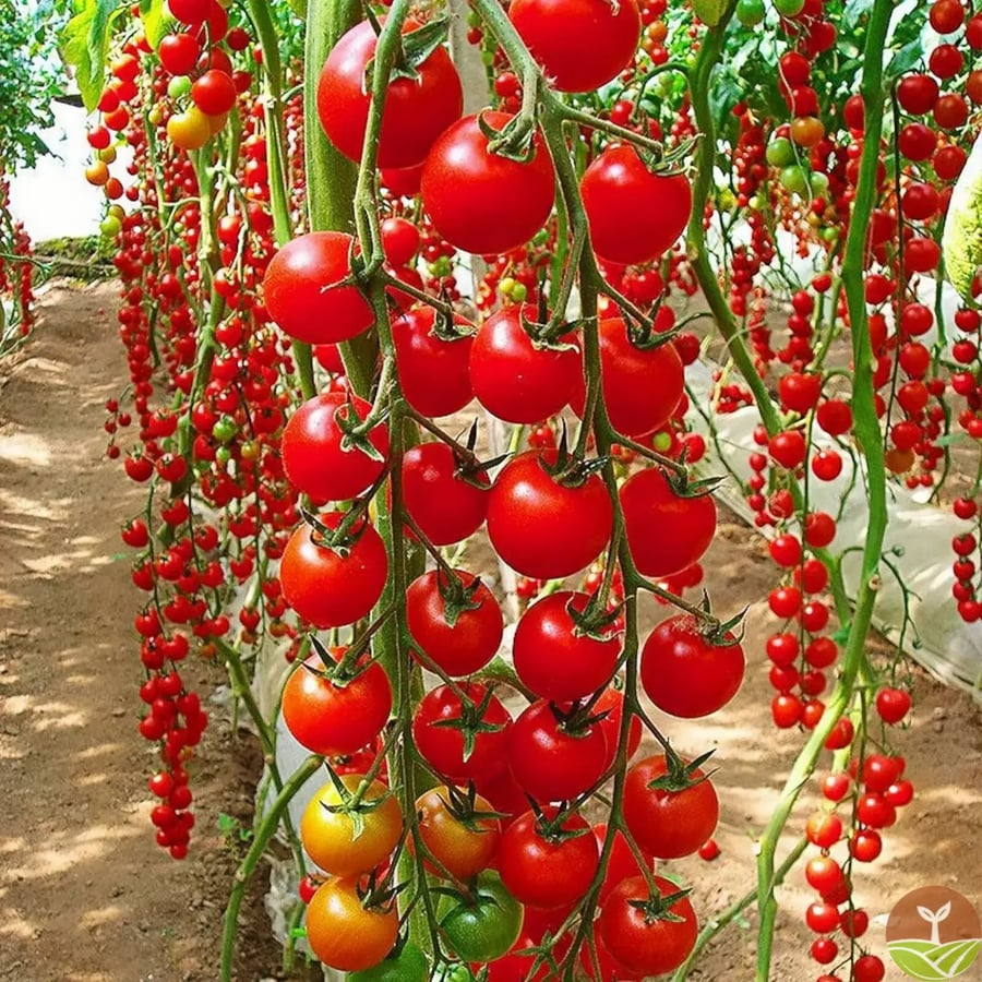 🍅 Waterfall Tomato Seeds (High Yield) YT