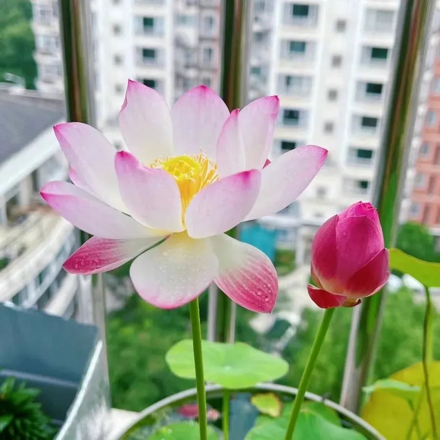 Mixed Bonsai Lotus Seeds