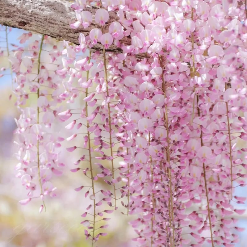Wisteria – Beauty That Blooms All Year