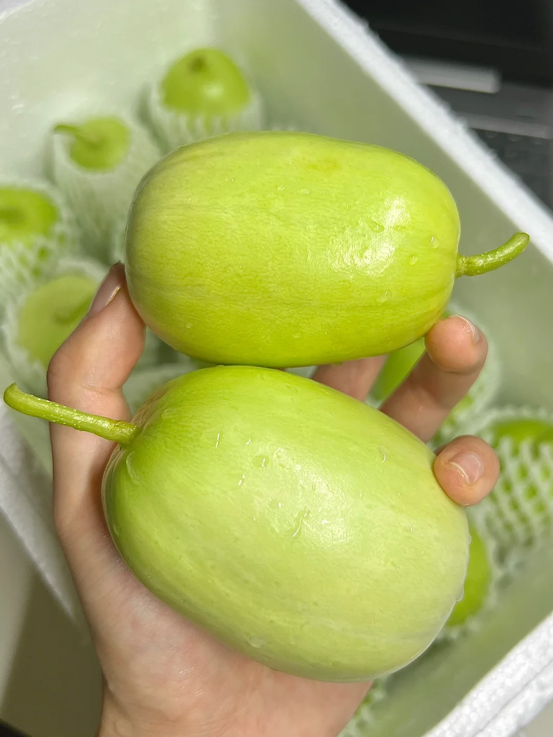 Cucumbers Seeds – Grow Fresh