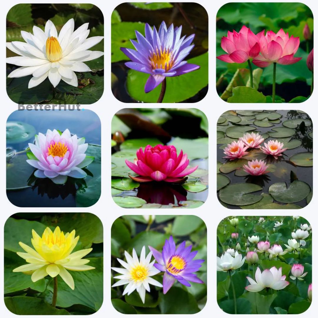 Mixed Bonsai Lotus Seeds