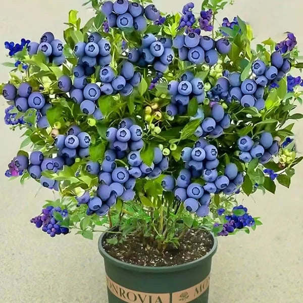 Giant Blueberry Fruit Seeds (HIGH YIELD)