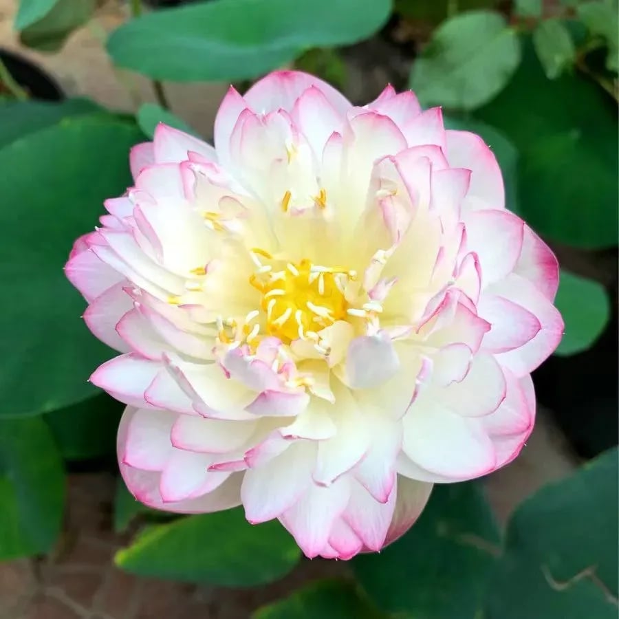 Mixed Bonsai Lotus Seeds