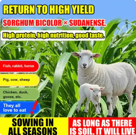 High-Yielding Forage Seed YT