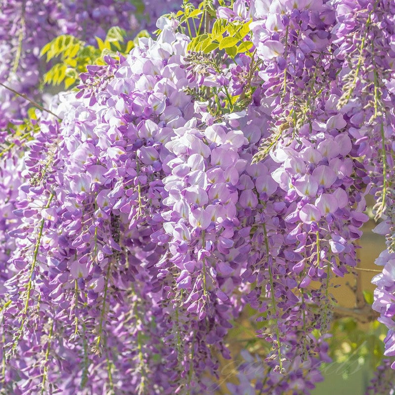 Wisteria – Beauty That Blooms All Year