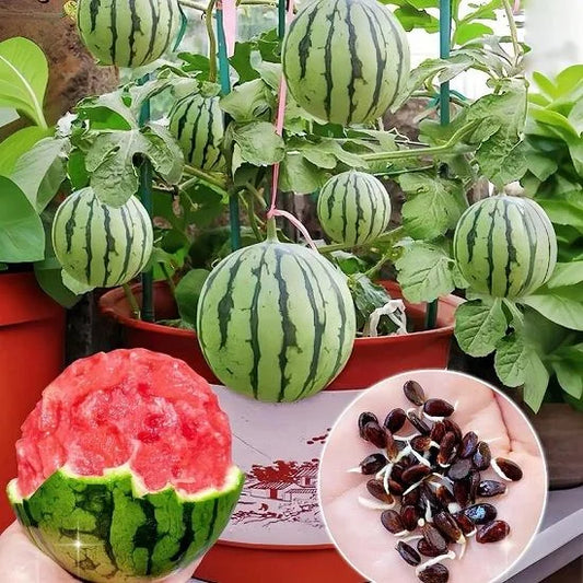 Ruby Watermelon Seeds